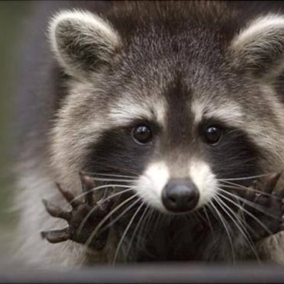 raccoonreserves